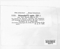 Discostroma cupulum image